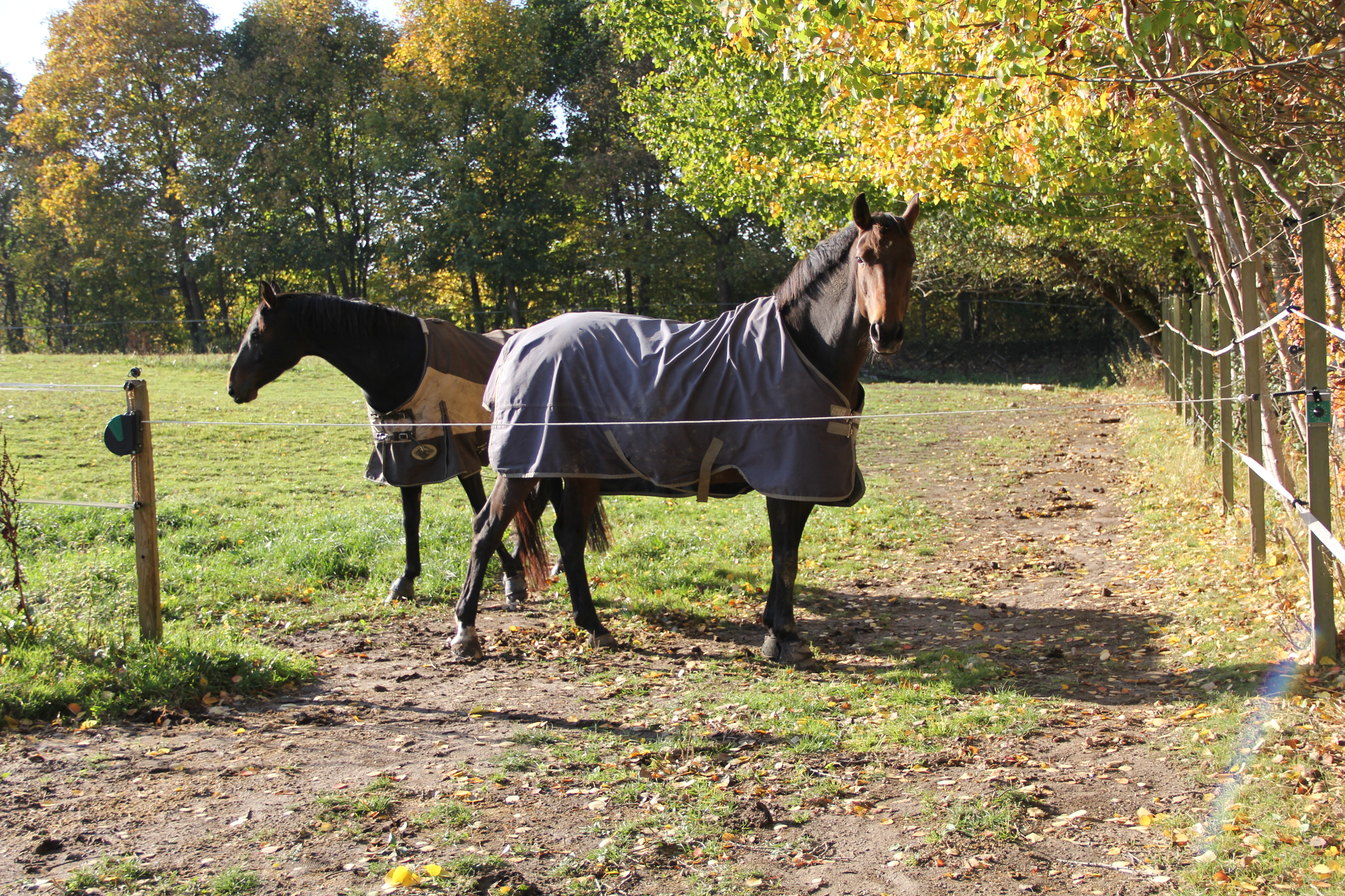 Timer FeedEasy p&aring; gr&aelig;s