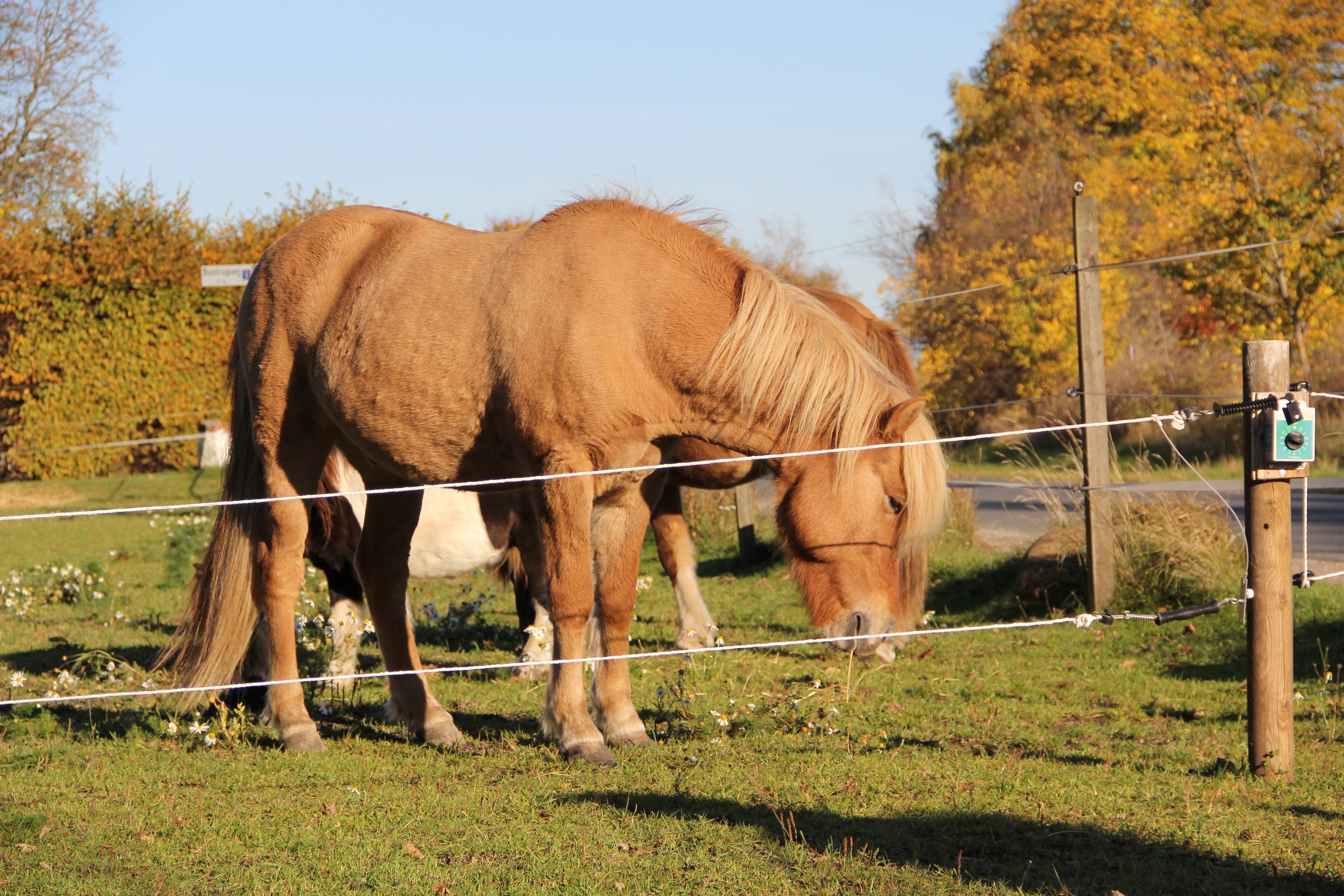 Fodre n&aring;r du ikke er der med FeedEasy